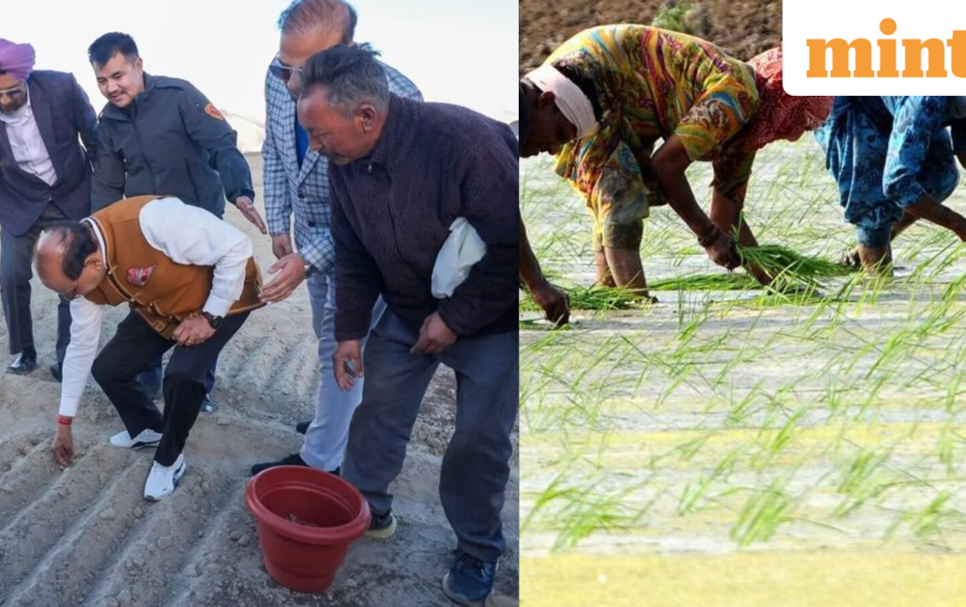 In a first, Ladakh grows saffron on a large scale: Why are Iranian corms being tested on barren land? Know importance
