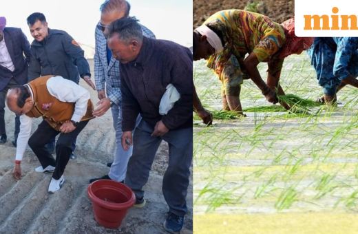 In a first, Ladakh grows saffron on a large scale: Why are Iranian corms being tested on barren land? Know importance