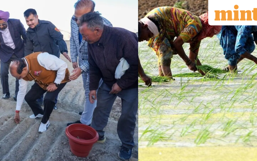 In a first, Ladakh grows saffron on a large scale: Why are Iranian corms being tested on barren land? Know importance