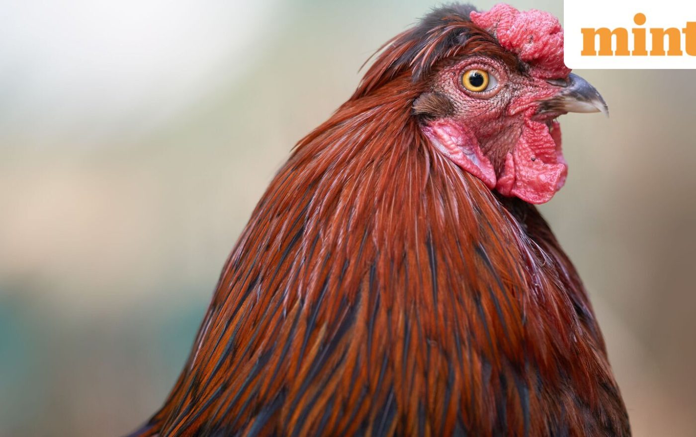 African proverb of the day: ‘A rooster is not expected to crow for the whole world’; meaning, why it still matters