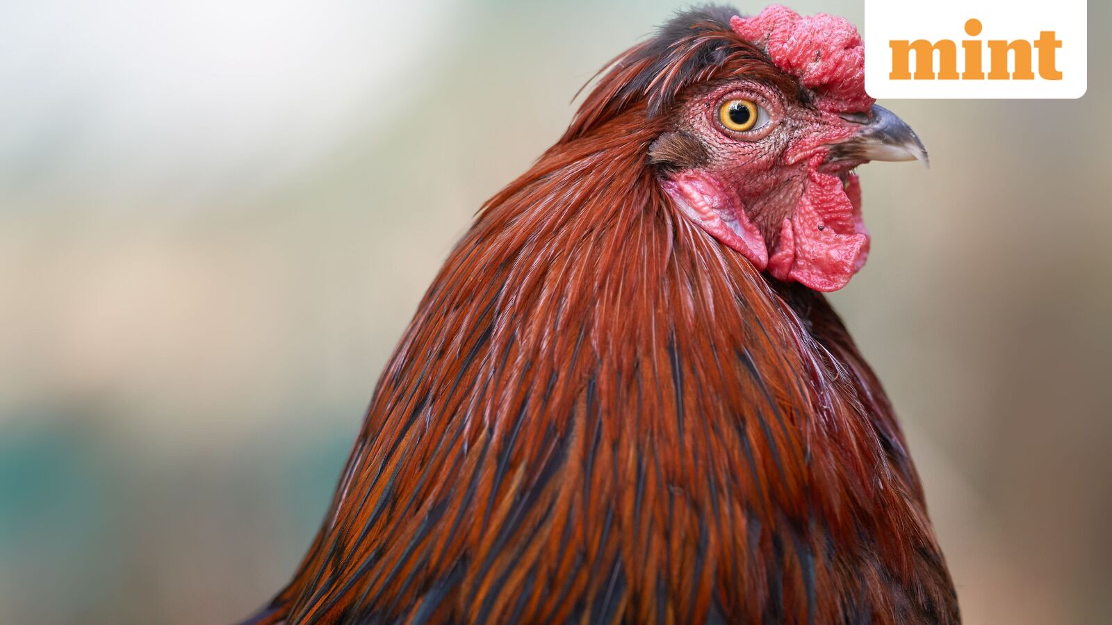 African proverb of the day: ‘A rooster is not expected to crow for the whole world’; meaning, why it still matters
