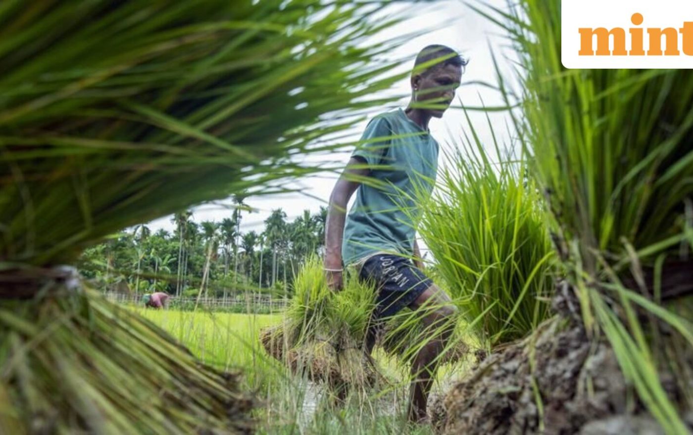 Kharif acreage trails last year’s by 4.2 million hectares