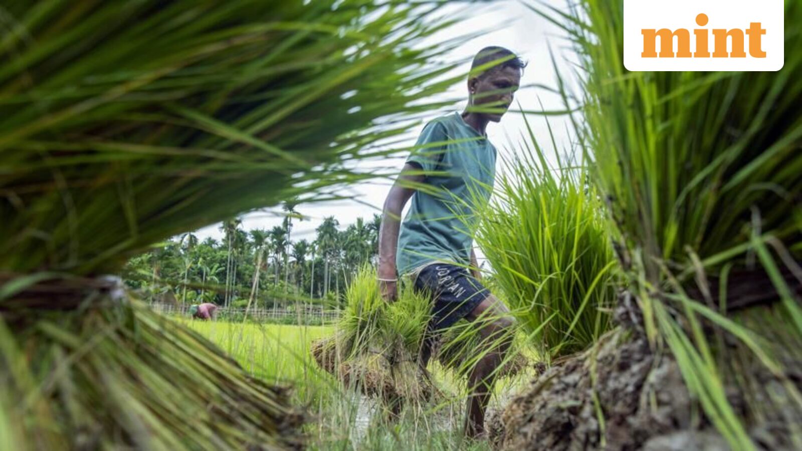 Kharif acreage trails last year’s by 4.2 million hectares