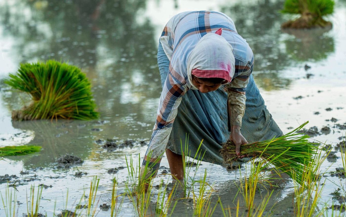 Kharif sowing slows amid patchy rains as paddy, oilseeds decline sharply