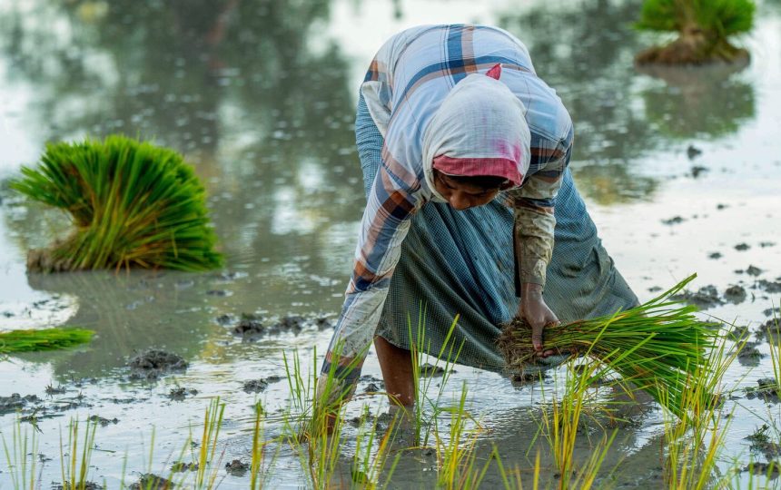 Kharif sowing slows amid patchy rains as paddy, oilseeds decline sharply