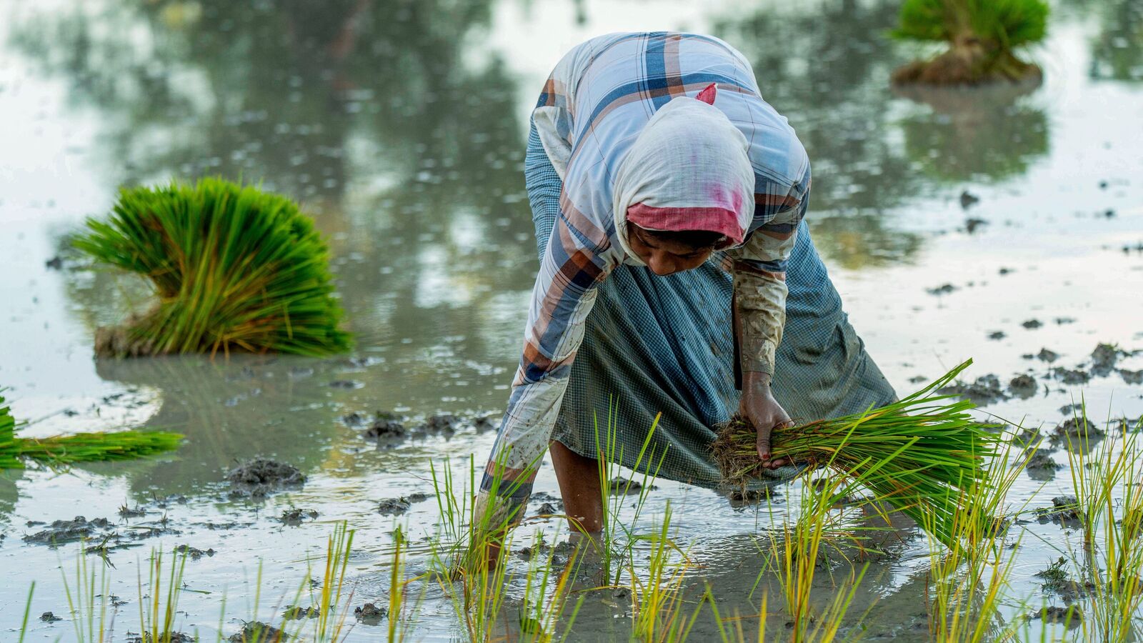 Kharif sowing slows amid patchy rains as paddy, oilseeds decline sharply