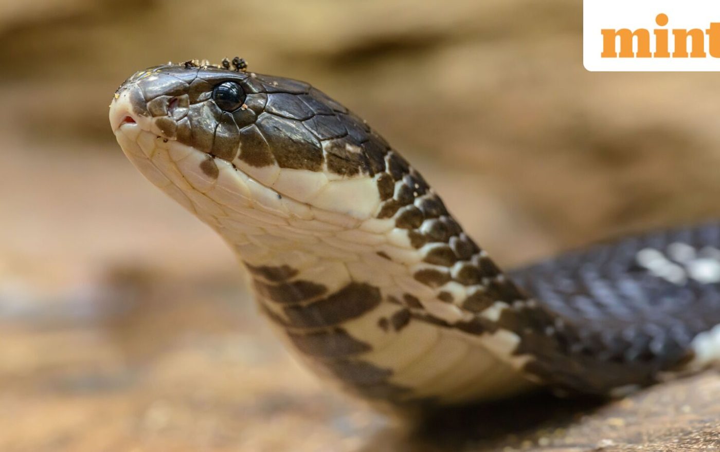 Snakebite death reveals chilling murder plan: Meerut man allegedly killed by wife, her lover