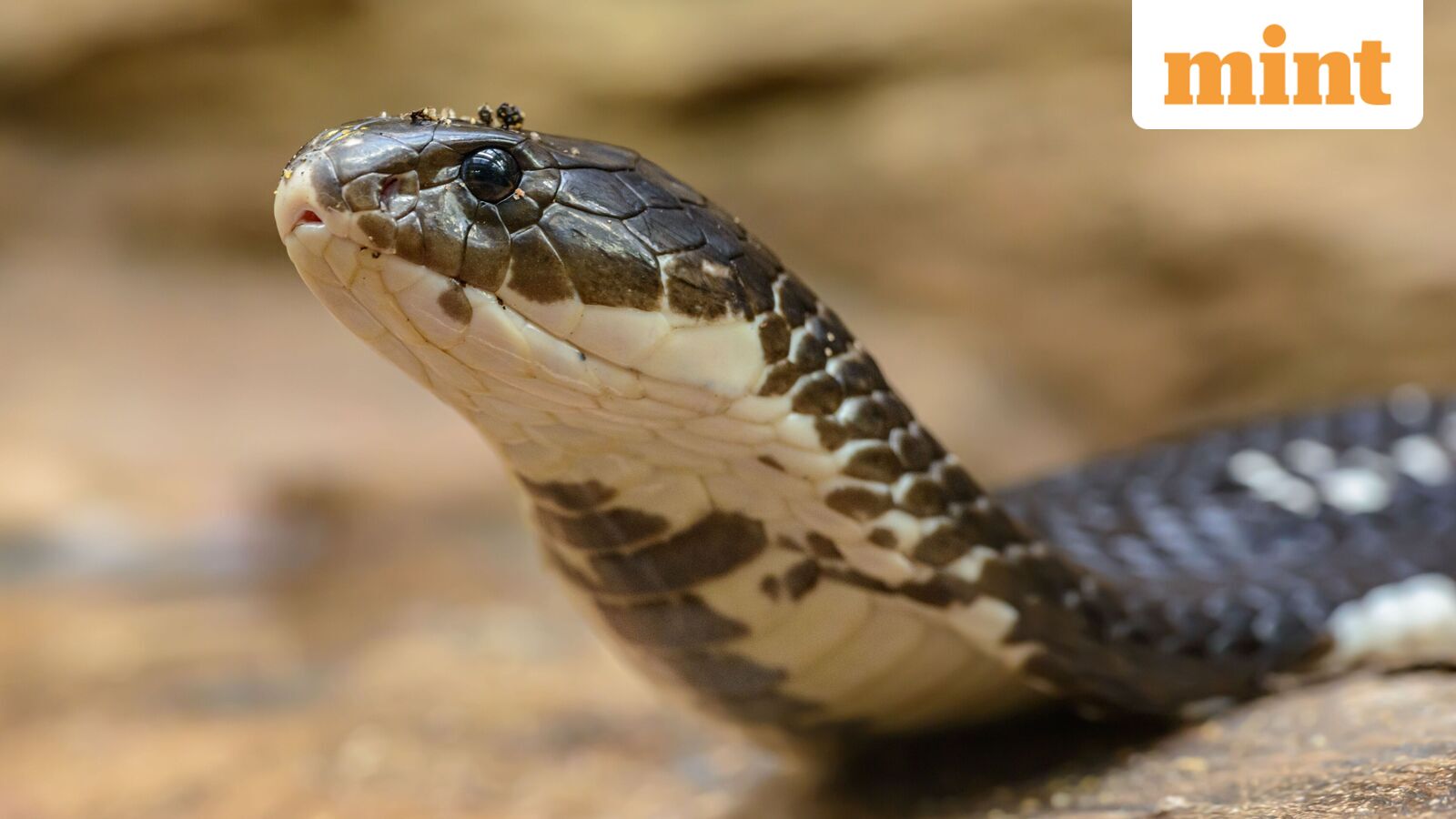 Snakebite death reveals chilling murder plan: Meerut man allegedly killed by wife, her lover