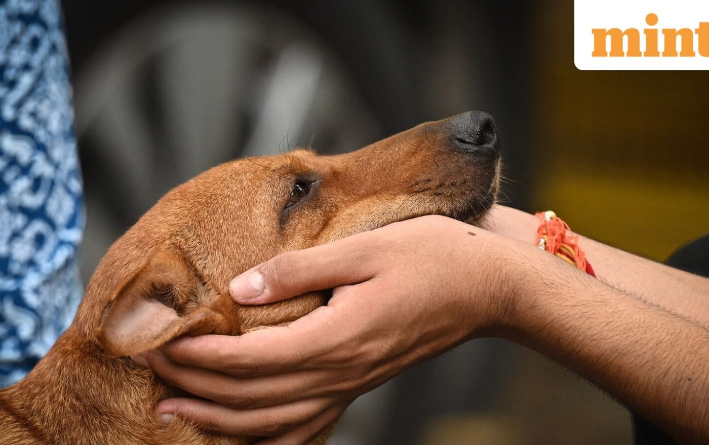 Dogs can tell if you’re scared or sad, not just in a bad mood: World-first brain scan study reveals
