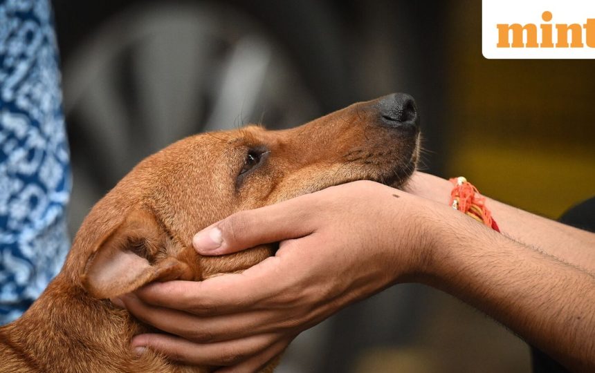 Dogs can tell if you’re scared or sad, not just in a bad mood: World-first brain scan study reveals