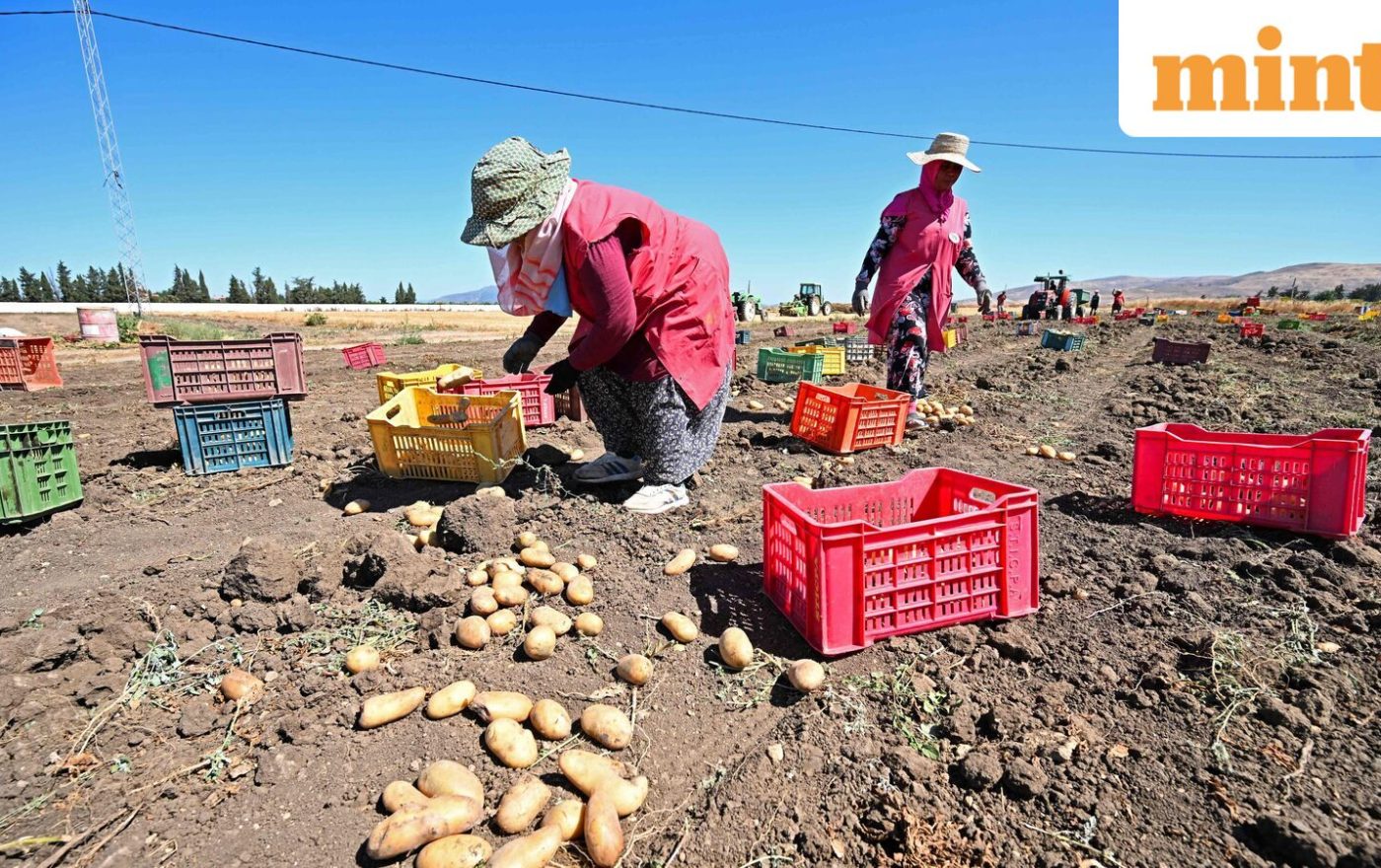 Record heatwave grips Asia as potatoes ‘boil’ in fields, lions perish