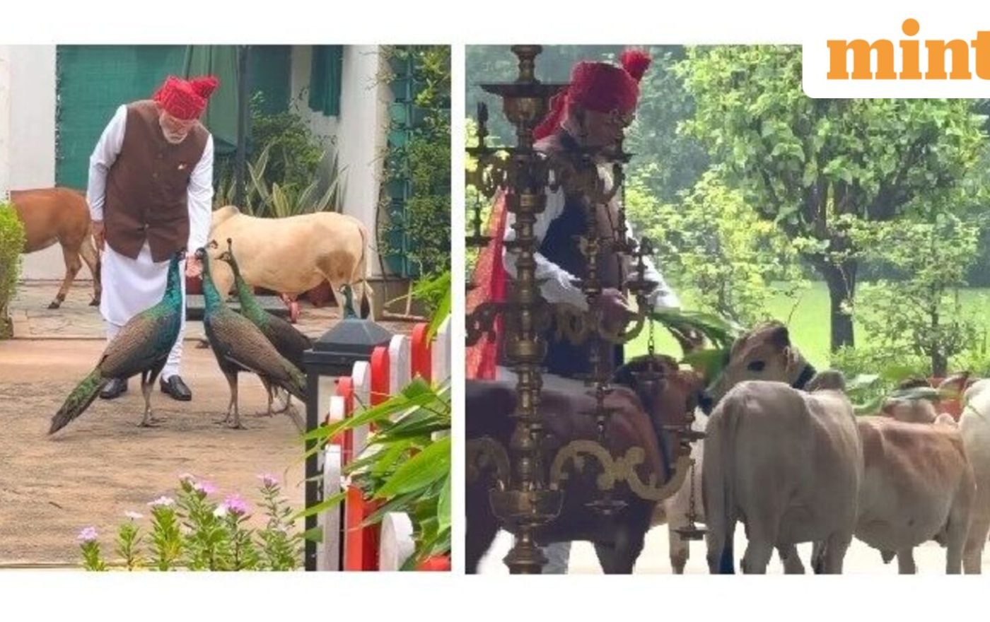 PM Modi reveals ‘special’ morning routine, feeds peacocks, cows before setting off for the day | Watch