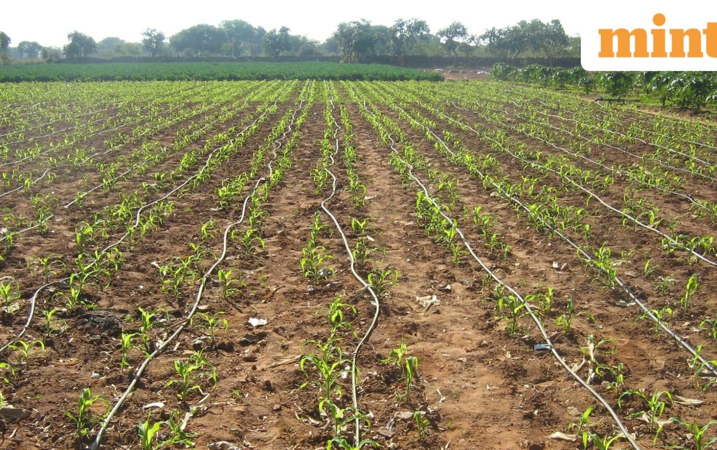 Centre asks drought-hit states to rethink rabi crop plans