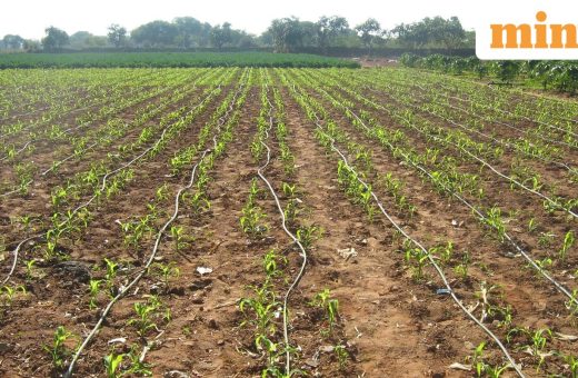 Centre asks drought-hit states to rethink rabi crop plans