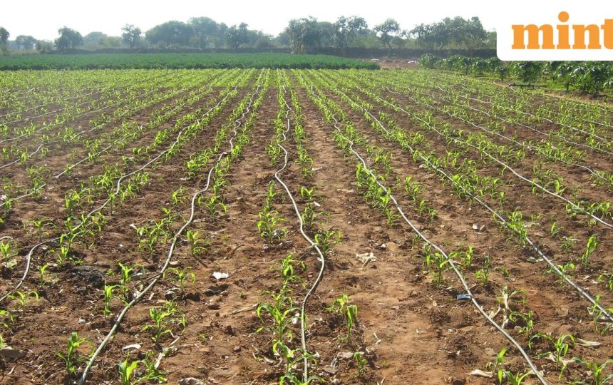 Centre asks drought-hit states to rethink rabi crop plans