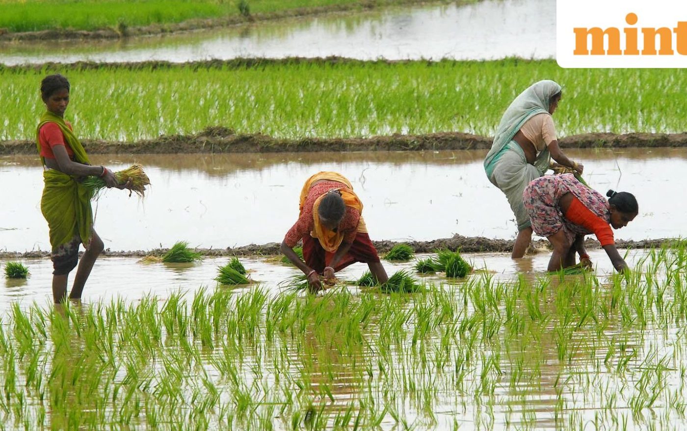 Kharif sowing gap narrows, but key crops lag