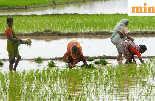 Kharif sowing gap narrows, but key crops lag